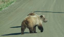 2 Grizzlies on Road