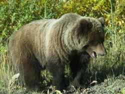 grizzly on right flank