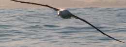 Albatross on the wing
