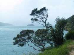 Picton tree
