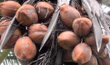 Cocosnuts