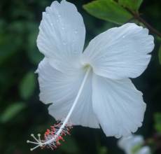 White Hisbiscus