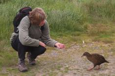 Wil and the Weka