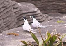 White Fronted Terns